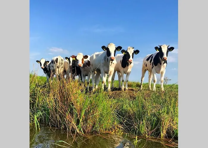 Romantic Dutch Hideaway 펜션 *